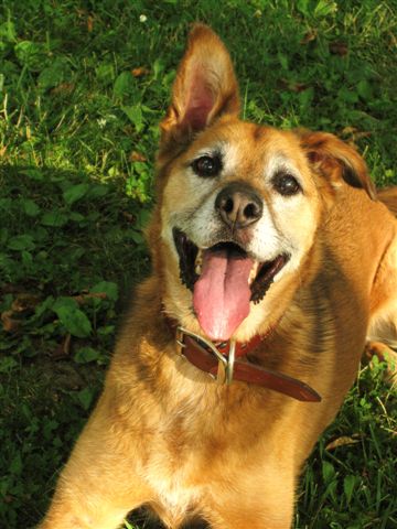 Picture of Happy Dog