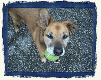 Sadie with a tennis ball in her mouth